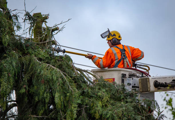 Reliable Deltana, AK Tree Services Solutions